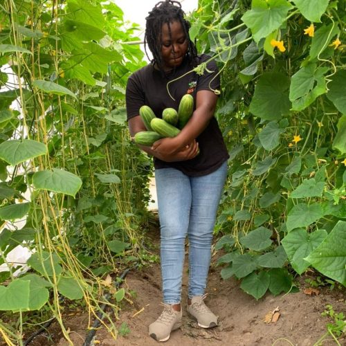 ideal farmers benefit of greenhouse